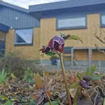 Thegilgahouse Gardenroom Nr 2 Bed & Breakfast Nakskov